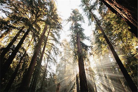 Sun streaming through trees in forest Foto de stock - Sin royalties Premium, Código: 614-06625445