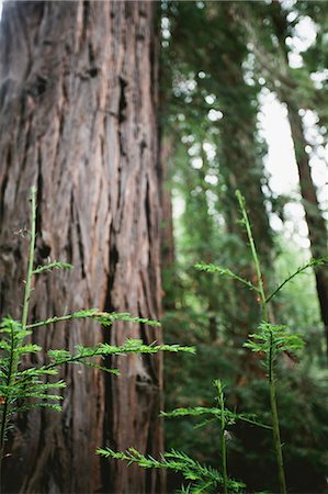 Tree shoots growing in forest Photographie de stock - Premium Libres de Droits, Code: 614-06625446