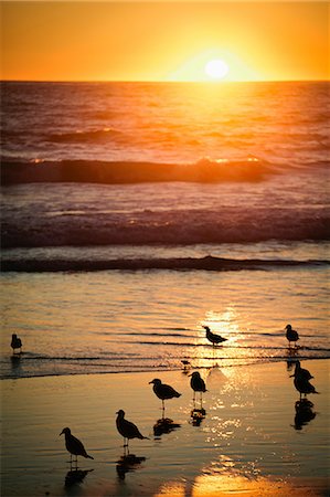 seagulls at beach - Birds on beach at sunset Stock Photo - Premium Royalty-Free, Code: 614-06625443