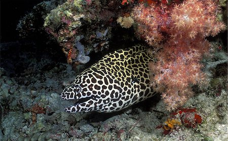 récif de corail - Blackspotted or laced moray eel Photographie de stock - Premium Libres de Droits, Code: 614-06623289