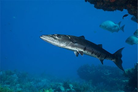 Barracuda on coral reef Photographie de stock - Premium Libres de Droits, Code: 614-06623294