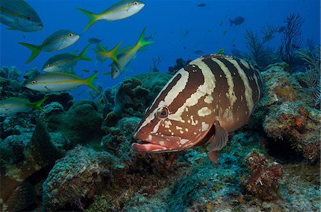 sea and fish - Nassau grouper on a coral reef Stock Photo - Premium Royalty-Free, Code: 614-06623295