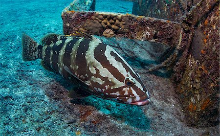 Nassau grouper on shipwreck Stock Photo - Premium Royalty-Free, Code: 614-06623299
