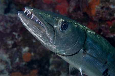 Toothy grin of a barracuda Fotografie stock - Premium Royalty-Free, Codice: 614-06623293