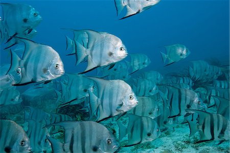 simsearch:614-06623294,k - School of Atlantic spadefish Foto de stock - Sin royalties Premium, Código: 614-06623304