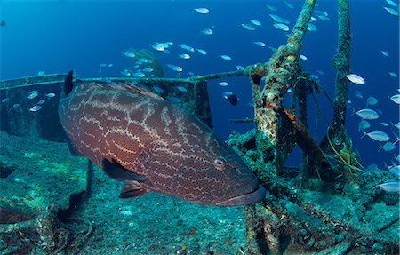 Tiger grouper on shipwreck Foto de stock - Sin royalties Premium, Código: 614-06623300