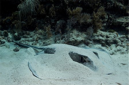 esconderse - Southern stingray hides in sand Foto de stock - Sin royalties Premium, Código: 614-06623303