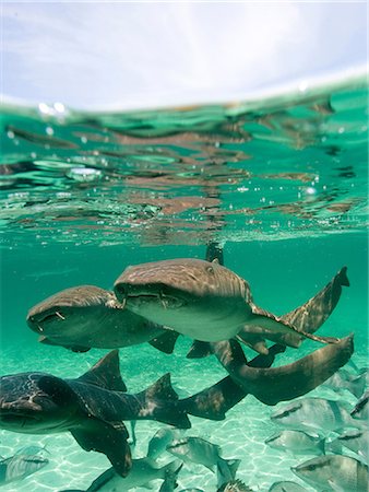 fishes school - Group of Nurse Sharks Stock Photo - Premium Royalty-Free, Code: 614-06623317