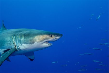 Great white shark Foto de stock - Sin royalties Premium, Código: 614-06623329