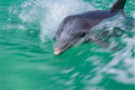 flora y fauna marina - Dolphin at surface Foto de stock - Sin royalties Premium, Código: 614-06623322