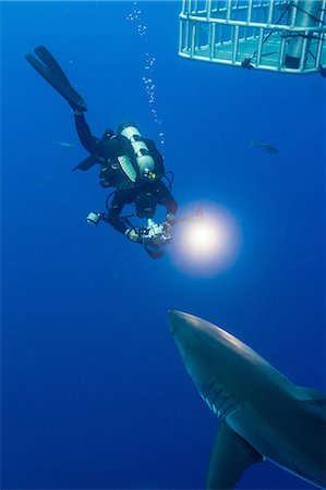 submarinismo - Swimming with White Shark Foto de stock - Sin royalties Premium, Código: 614-06623335