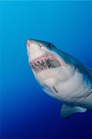 predador - Great white shark Foto de stock - Sin royalties Premium, Código: 614-06623336