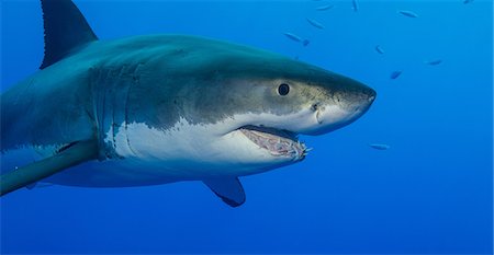 Great white shark Foto de stock - Sin royalties Premium, Código: 614-06623331