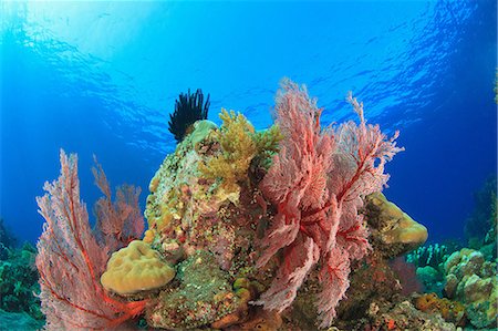 simsearch:614-06624943,k - Sea fans on coral reef Photographie de stock - Premium Libres de Droits, Code: 614-06623427