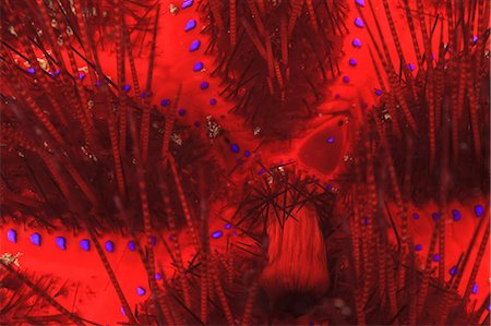 echinoderma - Close up of sea urchin underwater Fotografie stock - Premium Royalty-Free, Codice: 614-06623442