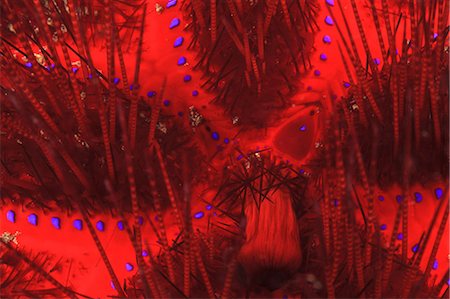 Close up of sea urchin underwater Foto de stock - Sin royalties Premium, Código: 614-06623442