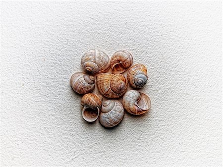 escargot - Seashells arranged on paper Photographie de stock - Premium Libres de Droits, Code: 614-06623459