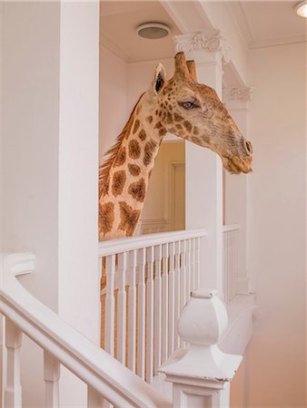 Taxidermied giraffe head in hallway Stock Photo - Premium Royalty-Free, Code: 614-06719766