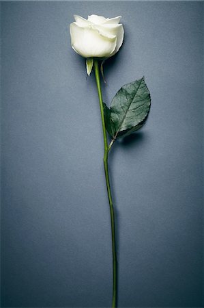 rose (fleur) - Close up of flower Photographie de stock - Premium Libres de Droits, Code: 614-06719791