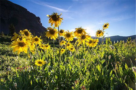 sunflower - Yellow daisies growing in rural landscape Stock Photo - Premium Royalty-Free, Code: 614-06720087