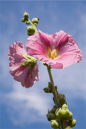 Pink hollyhock Stockbilder - Premium RF Lizenzfrei, Bildnummer: 614-06813484