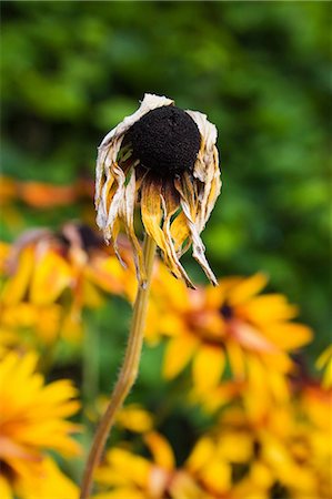 Wilted coneflower Fotografie stock - Premium Royalty-Free, Codice: 614-06813486