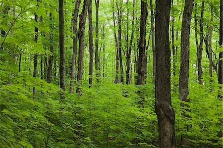 Forest in summer Foto de stock - Sin royalties Premium, Código: 614-06813483