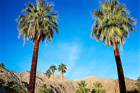 palm springs california not people - Palm trees against blue sky Stock Photo - Premium Royalty-Free, Code: 614-06813528