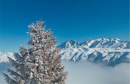Snow covered tree with mountains Photographie de stock - Premium Libres de Droits, Code: 614-06813694