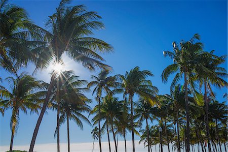 Palm trees in sunlight against blue sky Photographie de stock - Premium Libres de Droits, Code: 614-06813706