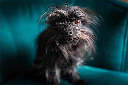 Portrait of small dog sitting on turquoise chair Stock Photo - Premium Royalty-Free, Code: 614-06813762