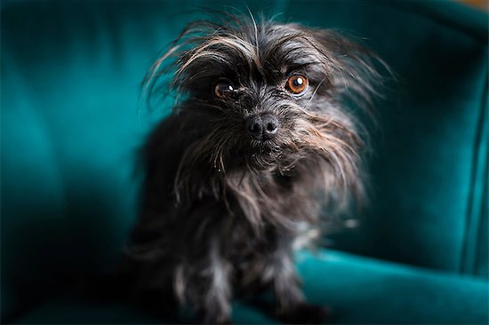 Portrait of small dog sitting on turquoise chair Foto de stock - Sin royalties Premium, Código de la imagen: 614-06813762