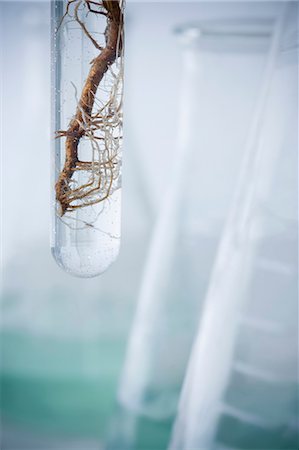 Roots in test tube, close up Stock Photo - Premium Royalty-Free, Code: 614-06896630