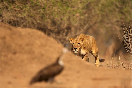 Lioness stalking bird, Mana Pools National Park, Zimbabwe, Africa Stock Photo - Premium Royalty-Free, Code: 614-06896838