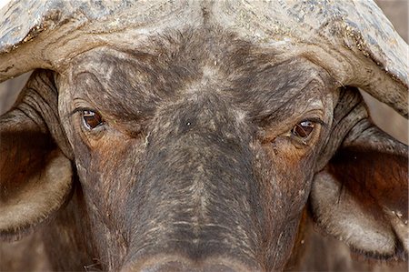 simsearch:841-06446192,k - African buffalo, Mana Pools National Park, Zimbabwe, Africa Fotografie stock - Premium Royalty-Free, Codice: 614-06896844