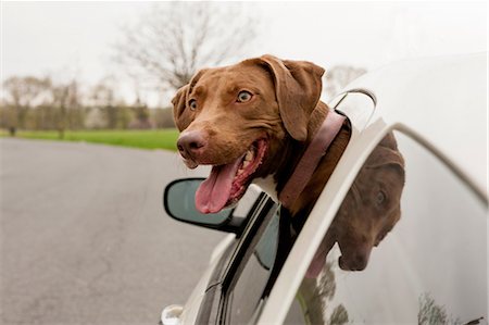simsearch:400-03944669,k - Dog with head sticking out of car window Photographie de stock - Premium Libres de Droits, Code: 614-06897418