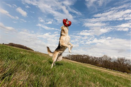 playing with dogs - Alsatian dog leaping up to catch frisbee Stock Photo - Premium Royalty-Free, Code: 614-06897424
