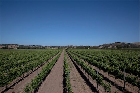 Grapevines in vineyard Foto de stock - Sin royalties Premium, Código: 614-06898068