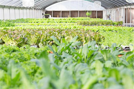 Lettuce leaves growing in nursery Stock Photo - Premium Royalty-Free, Code: 614-06974003