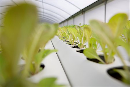 Lettuce leaves growing in nursery Foto de stock - Sin royalties Premium, Código: 614-06974042