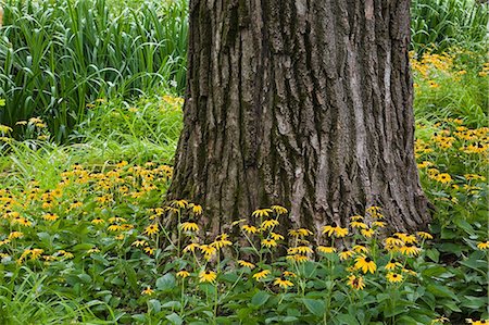 Black-eyed susan flowers surrounding tree trunk Photographie de stock - Premium Libres de Droits, Code: 614-06974506