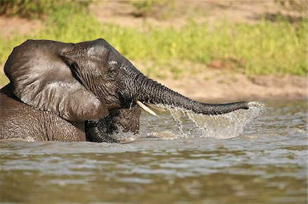 African elephant bathing, Selous National Park, Tanzania, Africa Photographie de stock - Premium Libres de Droits, Code: 614-06974574