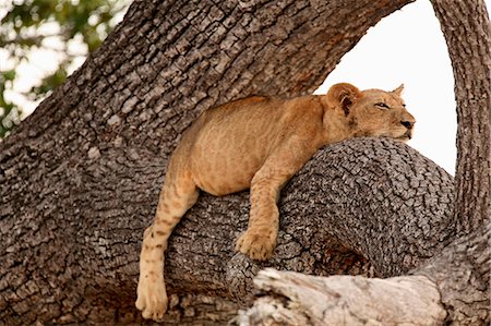Lion cub sleeping in tree, Selous National Park, Tanzania, Africa Foto de stock - Sin royalties Premium, Código: 614-06974575