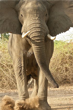 simsearch:649-07585337,k - Aggressive African Elephant kicking dust, Mana Pools National Park,  Zimbabwe, Africa Stock Photo - Premium Royalty-Free, Code: 614-06974573