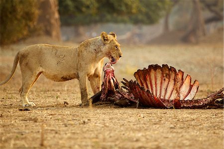 dead - Lioness, Panthera leo, with buffalo kill Foto de stock - Sin royalties Premium, Código: 614-06974584