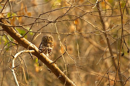 soupçon (suspicion) - African Barred Owlet, Glaucidium capense, perched in tree Photographie de stock - Premium Libres de Droits, Code: 614-06974585