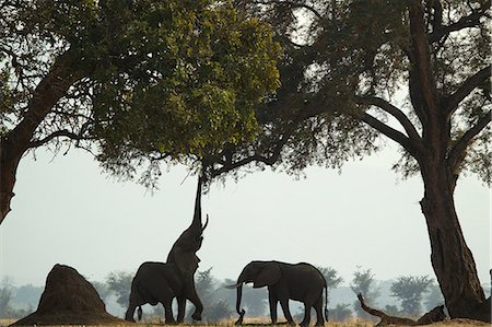 elefante africano - African Elephant,  Loxodonta Africana, reaching into tree Fotografie stock - Premium Royalty-Free, Codice: 614-06974586
