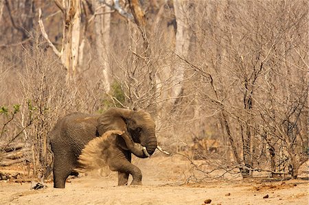 elephant standing - African Elephant, Loxodonta africana, dust bath Stock Photo - Premium Royalty-Free, Code: 614-06974588