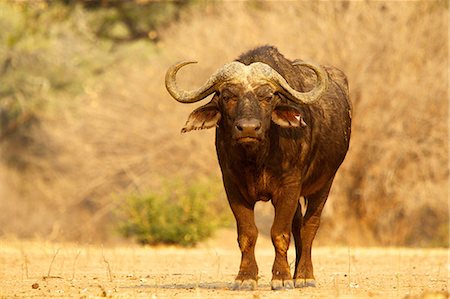 African buffalo, Syncerus caffer, portrait Stock Photo - Premium Royalty-Free, Code: 614-06974583