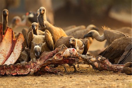 White-backed vultures, Gyps africanus, feeding on buffalo carcass Foto de stock - Sin royalties Premium, Código: 614-06974591